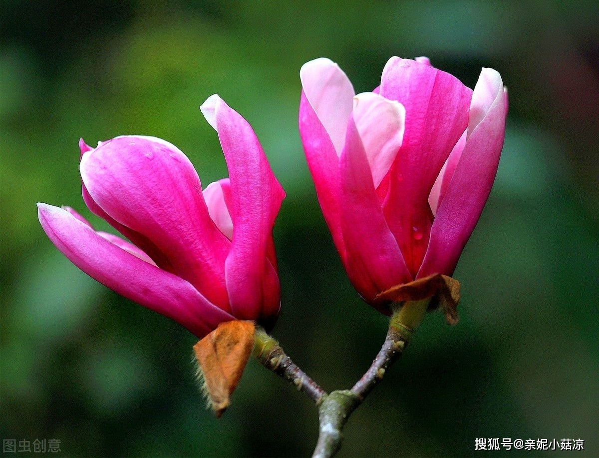 解读 MSS 和 MDR 的联系与差异，探讨企业如何选择适合自己的方案_网站托管资讯_太友帮